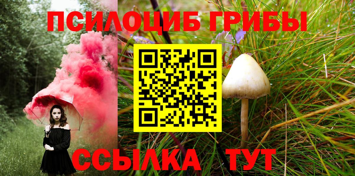 Псилоцибиновые грибы Psilocybe Гулькевичи